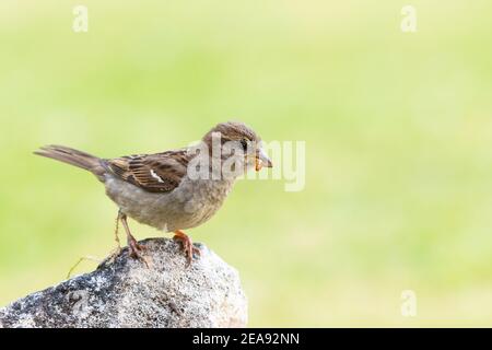 Weiblicher Haussparrow [ Passer domesticus ] auf einem Felsen MIT MEHELWURM IM SCHNABEL
