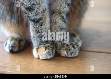 Schuss von niedlichen weichen Katze Pfoten während auf dem Tisch sitzen. Stockfoto