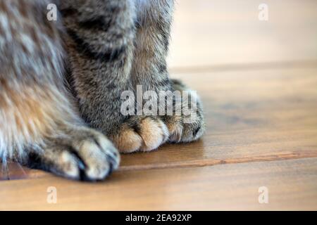 Seitenansicht Aufnahme von niedlichen weichen Katze Pfoten beim Sitzen auf dem Tisch. Stockfoto