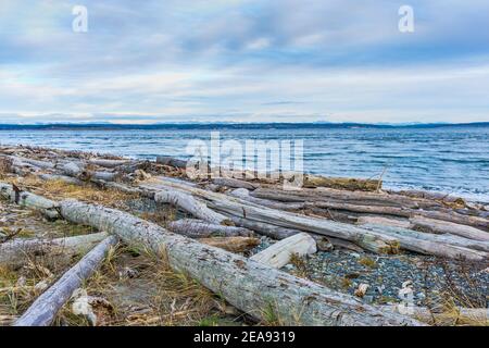 Driftwood umreissend die Küste in Port Townsend, Washington. Stockfoto