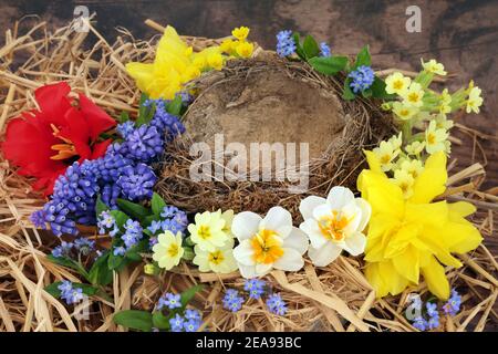 Geflogen das Nestkonzept mit einem leeren natürlichen Nest & Frühlingsblumen aus Narzissen, Narzissen, Tulpe, Traubenhyazinthen & Forget Me Nots auf rustikalem Holzbac Stockfoto