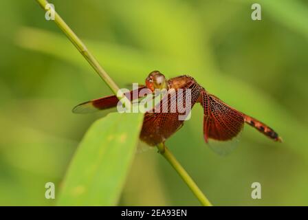 Red Grasshawk - Neurothemis fluctuans, schöne rote Libelle aus asiatischen Süßwasser und Sümpfen, Thailand. Stockfoto