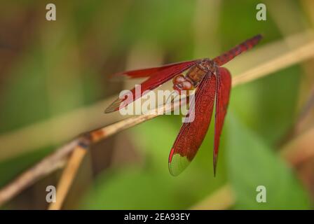 Red Grasshawk - Neurothemis fluctuans, schöne rote Libelle aus asiatischen Süßwasser und Sümpfen, Thailand. Stockfoto