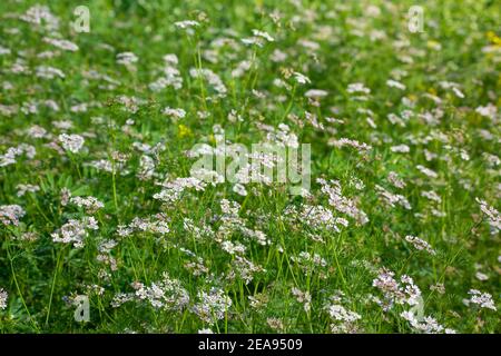 Korianderblüten im Garten Stockfoto