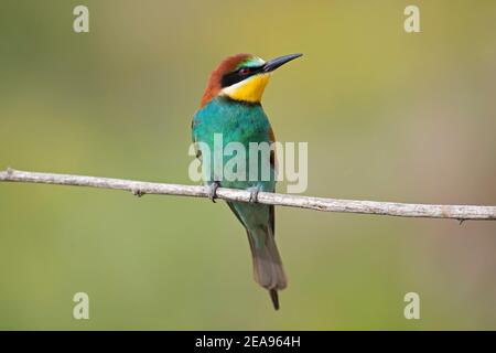 Europäischer Bienenfresser (Merops apiaster), der in einem Baum thront Stockfoto