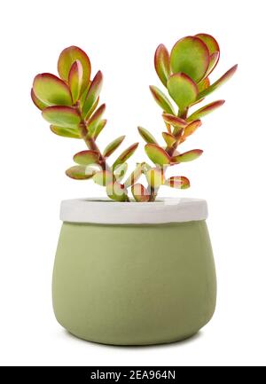 Crassula Portulacea Anlage in Vase auf weißem Hintergrund Stockfoto