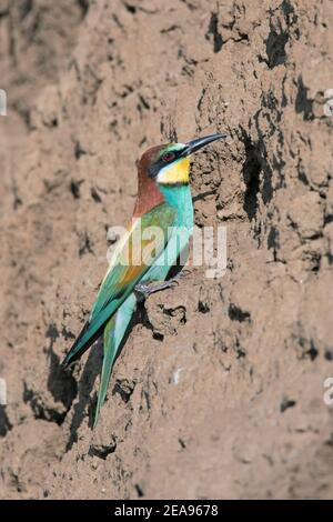 Europäischer Bienenfresser (Merops apiaster) Am Eingang des Nestes in steilen sandigen Ufer auf gemacht Ufer des Flusses im Frühling Stockfoto