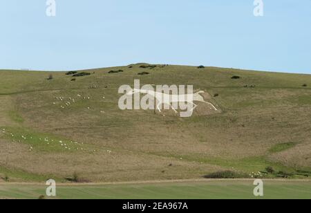 Alton Barnes White Horse auf Milk Hill, Wiltshire höchsten Punkt, auf einem Kreide Grasland Hang von Schafen beweidet, Pewsey Downs, in der Nähe Devizes, Wiltshire UK Stockfoto