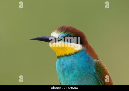 Europäisches Bienenfresser (Merops apiaster) Nahaufnahme Porträt Stockfoto