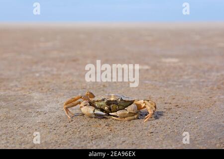 Grüne Küstenkrabbe / Europäische grüne Krabbe (Carcinus maenas), gemeine Küstenkrabbe aus dem Atlantik und der Ostsee am Strand bei Ebbe Stockfoto