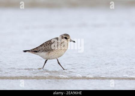 Grauer Pfuster / Schwarzbauchpfuster (Pluvialis squatarola) Im Herbst im nicht-brütenden Gefieder am Strand Futter Stockfoto