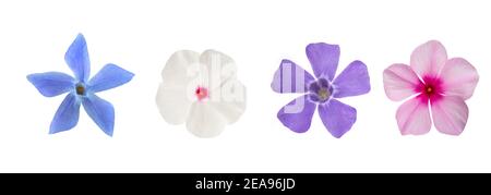 Periwinkle Blumen mischen isoliert auf weißem Hintergrund Stockfoto