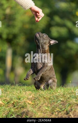Französische Bulldogge, Welpen Stockfoto