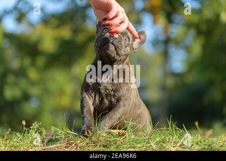 Französische Bulldogge, Welpen Stockfoto