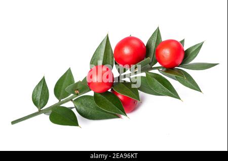 Metzgerbese mit Beeren isoliert auf weißem Hintergrund Stockfoto