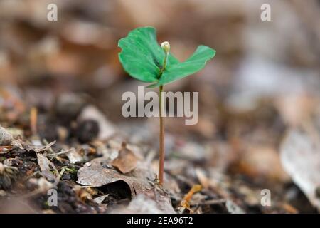 Europäische Buche / Buche (Fagus sylvatica) Sämling, der im Frühjahr auf dem Waldboden auftaucht Stockfoto