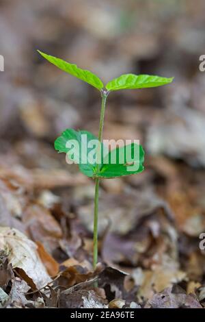 Europäische Buche / Buche (Fagus sylvatica) Sämling, der im Frühjahr auf dem Waldboden auftaucht Stockfoto