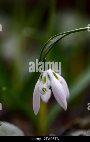 galanthus double entendre, double snowdrops, double, snowdrop, snowdrops, Frühling, Blume, Blumen, blühend, weiß, grüne Markierung, Markierungen, markiert, Markierung, MIS-Shap Stockfoto