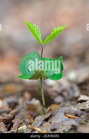 Europäische Buche / Buche (Fagus sylvatica) Sämling, der im Frühjahr auf dem Waldboden auftaucht Stockfoto