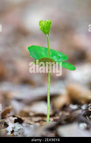 Europäische Buche / Buche (Fagus sylvatica) Sämling, der im Frühjahr auf dem Waldboden auftaucht Stockfoto