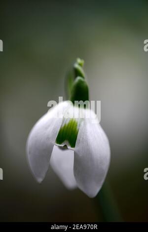 galanthus Hill Poe, Galanthus Hill Poë, doppelte Schneeglöckchen, doppelt, Schneeglöckchen, Schneeglöckchen, Frühling, Blume, Blumen, blühend, weiß, grüne Markierung, Markierungen, markiert, m Stockfoto