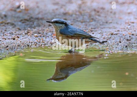 Eurasischer Nuthatch / Holznuthatch (Sitta europaea) Trinkwasser aus Teich / Bach Stockfoto