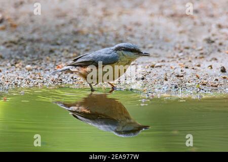 Eurasischer Nuthatch / Holznuthatch (Sitta europaea) Trinkwasser aus Teich / Bach Stockfoto