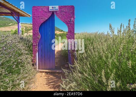 07. September 2020, Isparta, Türkei: Eine Tür in einem Lavendelfeld als Kulisse für Fotoshootings. Beliebte Attraktionen für Reiseblogger Stockfoto