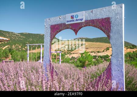 07. September 2020, Isparta, Türkei: Herzförmiges Fenster in einem Lavendelfeld als Kulisse für Fotoshootings. Beliebte Attraktionen für Reiseblogger Stockfoto