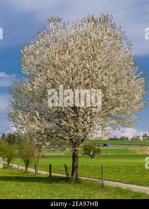 Blühender Baum im Frühling Stockfoto