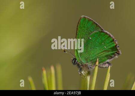 Makroaufnahme des grünen Haarsträhns (Callophrys rubi) Schmetterlings auf Kiefernnadel thront. Isoliert Stockfoto