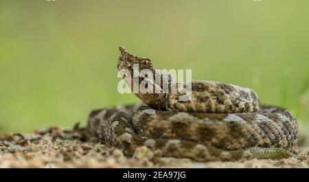 Hornviper (Vipera ammodytes) liegt auf einem sandigen Pfad. Isoliert auf grünem Hintergrund Stockfoto