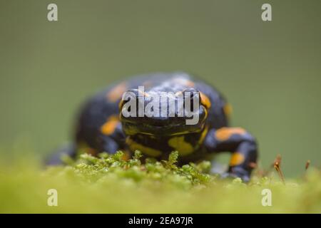 Nahaufnahme der Frontalansicht des Feuersalamanders (Salamandra salamandra), der auf grünem Moos auf dunkelgrünem Hintergrund isoliert sitzt. Makroaufnahme Stockfoto
