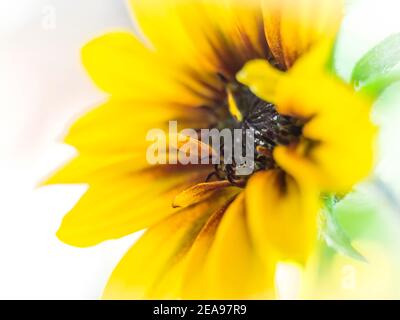 Makroaufnahme einer Sonnenblume Stockfoto