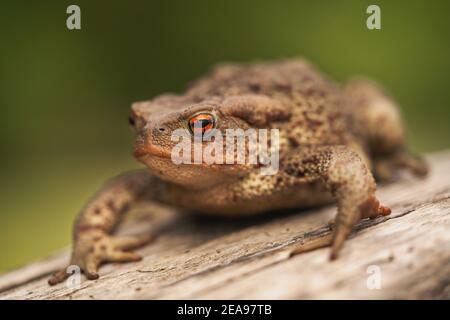 Nahaufnahme der europäischen Kröte (Bufo bufo) Sitzen auf einem Baumstamm isoliert auf hellgrünem Hintergrund Stockfoto