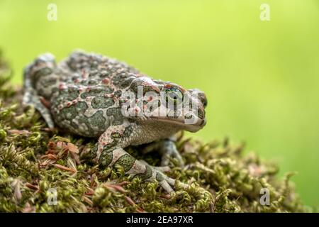 Seitenansicht der europäischen grünen Kröte (Bufo viridis) Sitzen auf grünem Moos isoliert auf hellgrün und gelb Hintergrund Stockfoto