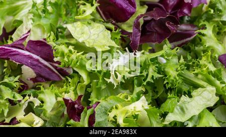 Salat Hintergrund, frische grüne Salatblätter von Frisee, Romaine Salat, Radicchio Stockfoto