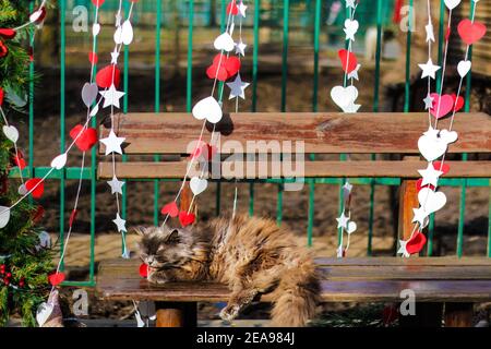 Flauschige Erwachsene dunkle Katze schläft auf einer Parkbank. Niedlichkeit. Papier rot und weiß Herzen auf dem Hintergrund. Einrichtung zum Valentinstag. Selektiver Fokus Stockfoto