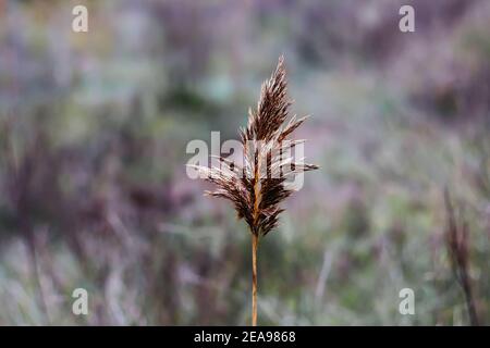 Ein trockener Rohrstachel. Schöne Sommer Herbst Hintergrund der Goldenen Ohren im Wind in der Nähe der Natur. Nahaufnahme in beigefarbenen Pastelltönen. Selektiver Fokus Stockfoto