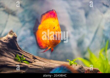 Nahaufnahme der wunderschönen roten Melone Diskus Aquarium Fische isoliert auf blauem Hintergrund. Hobby-Konzept. Stockfoto