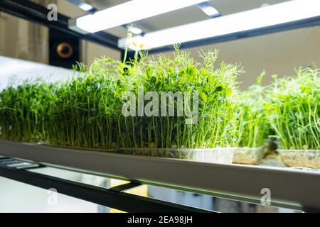 Erbsen.Urban mikrogrünen Bauernhof. Umweltfreundliches Kleinunternehmen. Baby Blätter, phytolamp Stockfoto