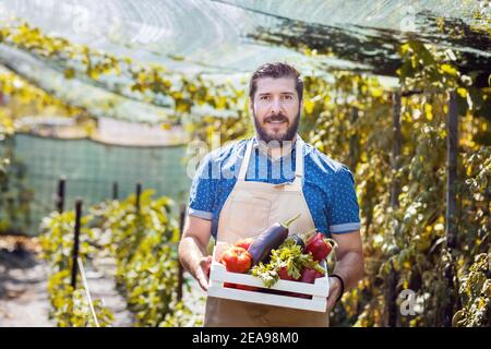 Der Mensch erntet frisches Gemüse aus seiner Bio-Gewächshausfarm Stockfoto