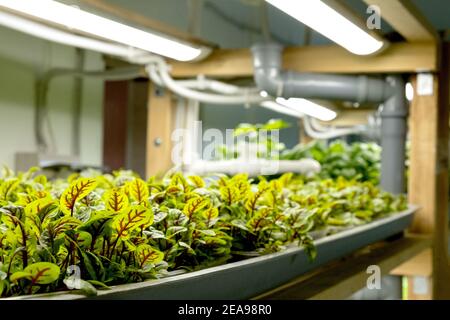 Erbsen.Urban mikrogrünen Bauernhof. Umweltfreundliches Kleinunternehmen. Baby Blätter, phytolamp Stockfoto