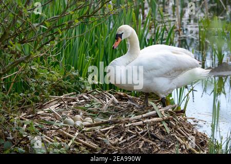 Stumm Schwan und Nest voller Eier Stockfoto