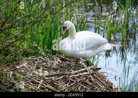 Stumm Schwan und Nest voller Eier Stockfoto