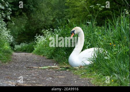 Mute Swan sitzt auf ihrem Nest und bewacht einen Fußweg Stockfoto