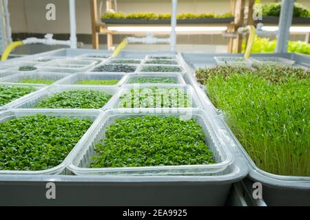 Städtische mikrogrüne Farm. Umweltfreundliches Kleinunternehmen. Baby Blätter, phytolamp. Stockfoto