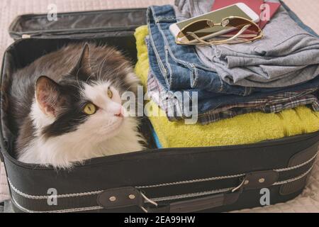 Katze sitzt im Koffer oder Tasche und warten auf eine Reise. Reisen mit Haustieren Konzept Stockfoto