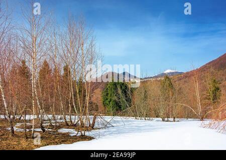 Bäume auf der schneebedeckten Wiese in den Bergen. Schöne Winterlandschaft uzhanian Naturpark, ukraine an einem sonnigen Tag Stockfoto