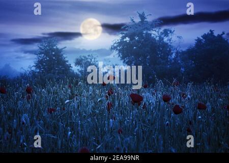 Nachts im Vollmondlicht Stockfoto